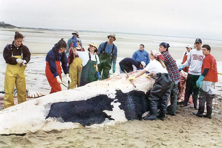 A team from Phillips Exeter works to process a beached whale