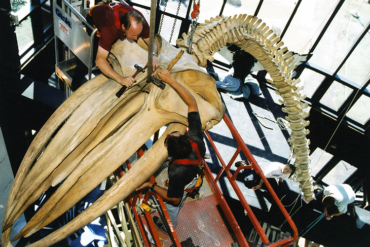 Workers fashion a support system to suspend the whale's skeleton