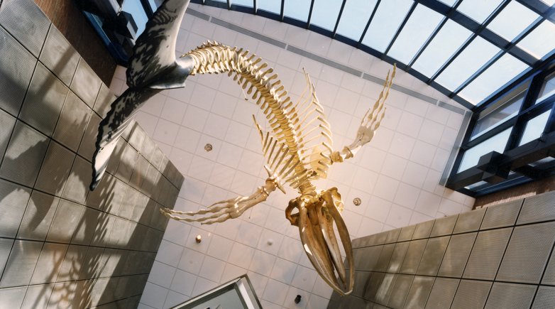 Whale skeleton hanging in Phelps Science Center. 